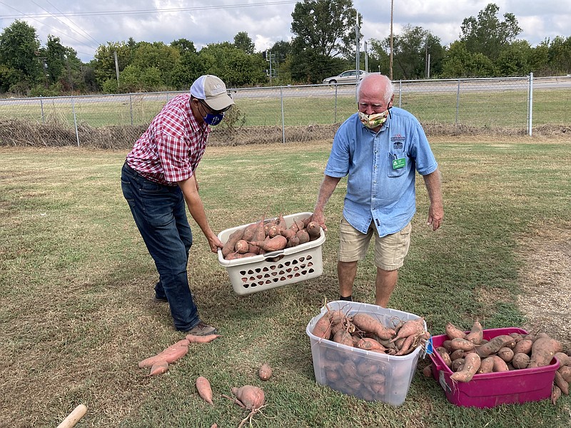 Kevin Harris, (left) a Cooperative Extension Service agent, and volunteer Roger Area tend to a basketful of sweet potatoes as the crop at the Extension garden was being harvested late this summer. (Pine Bluff Commercial/Byron Tate)