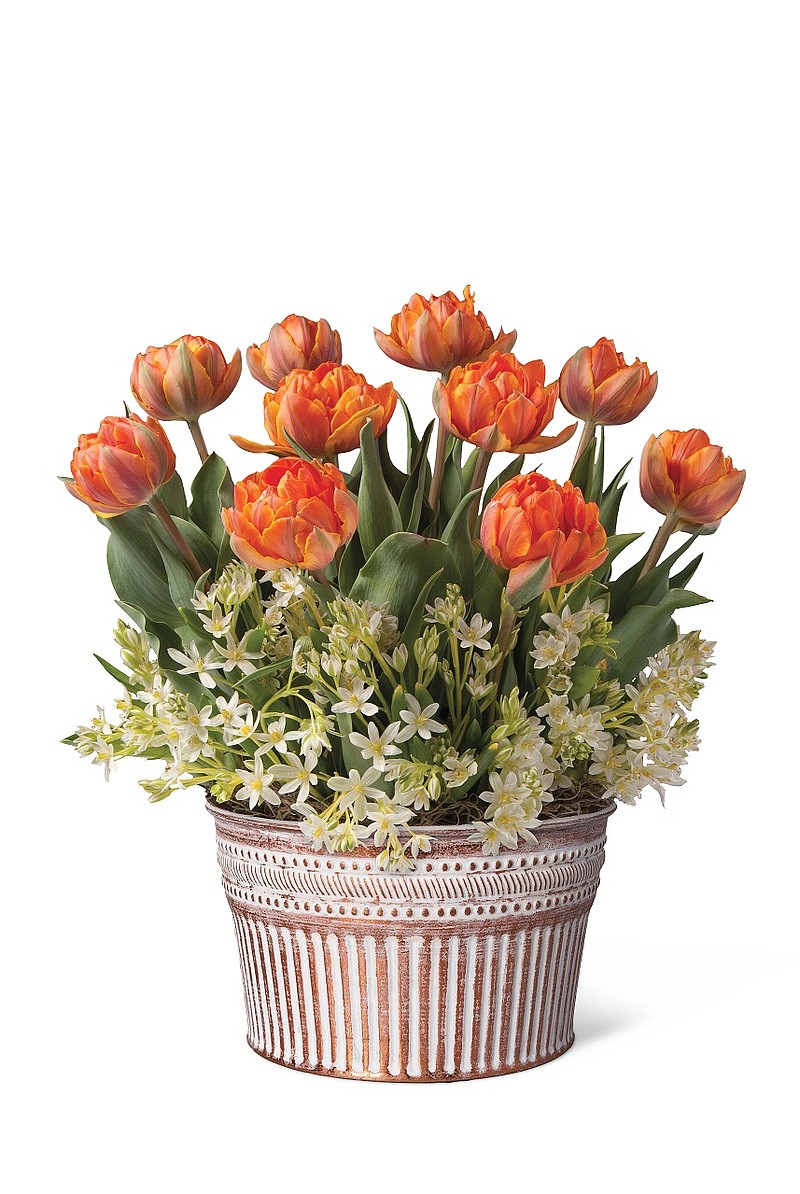 Give a gift of Months of Bloom, pre-planted bulbs to brighten up the recipient’s home during the winter months or all year long. (Photo courtesy of Gardener’s Supply Company/gardeners.com)