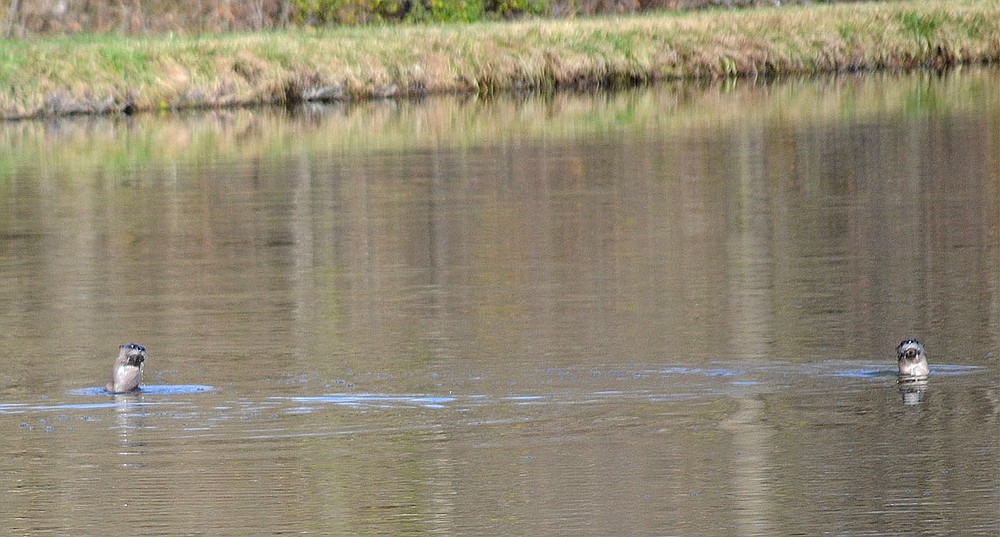 Two river otters played in the lagoon at the Pea Ridge Wastewater Treatment plant Monday, Nov. 22, 2021. The geese which are often on the lagoon and surrounding fields were noticeably absent. Water Department supervisor Ken Hayes said he has lived in Arkansas for 35 years and never seen them. The lagoon where the two otters were swimming has been stocked with fish and make an ideal feeding location for them.