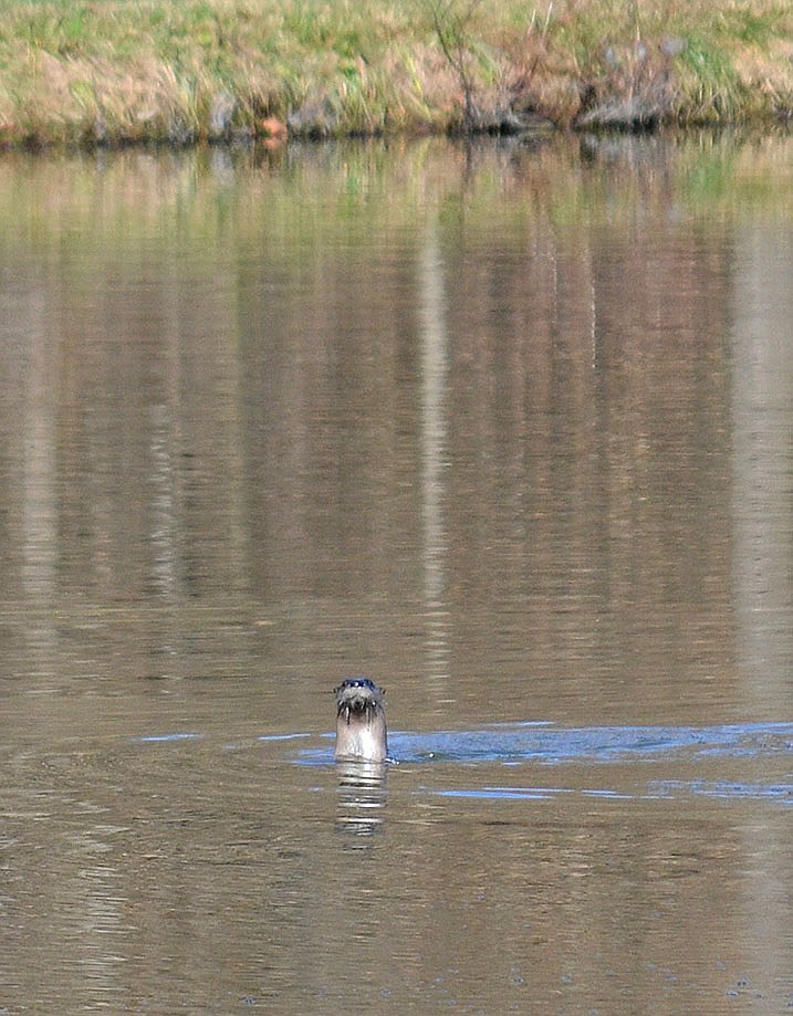 Two river otters played in the lagoon at the Pea Ridge Wastewater Treatment plant Monday, Nov. 22, 2021. The geese which are often on the lagoon and surrounding fields were noticeably absent. Water Department supervisor Ken Hayes said he has lived in Arkansas for 35 years and never seen them. The lagoon where the two otters were swimming has been stocked with fish and make an ideal feeding location for them.