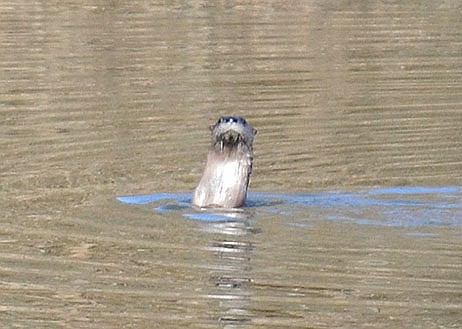 Two river otters played in the lagoon at the Pea Ridge Wastewater Treatment plant Monday, Nov. 22, 2021. The geese which are often on the lagoon and surrounding fields were noticeably absent. Water Department supervisor Ken Hayes said he has lived in Arkansas for 35 years and never seen them. The lagoon where the two otters were swimming has been stocked with fish and make an ideal feeding location for them.
