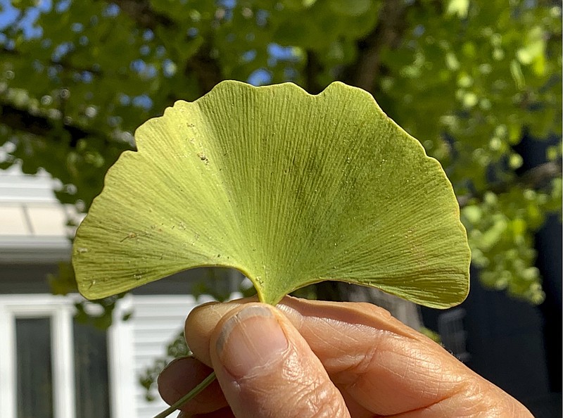 This undated photo shows a ginkgo leaf in New Paltz, NY. In addition to their fan shape, leaves of ginkgo trees have a unique venation pattern indicating its origin of this genus millions of years ago. (Lee Reich via AP)