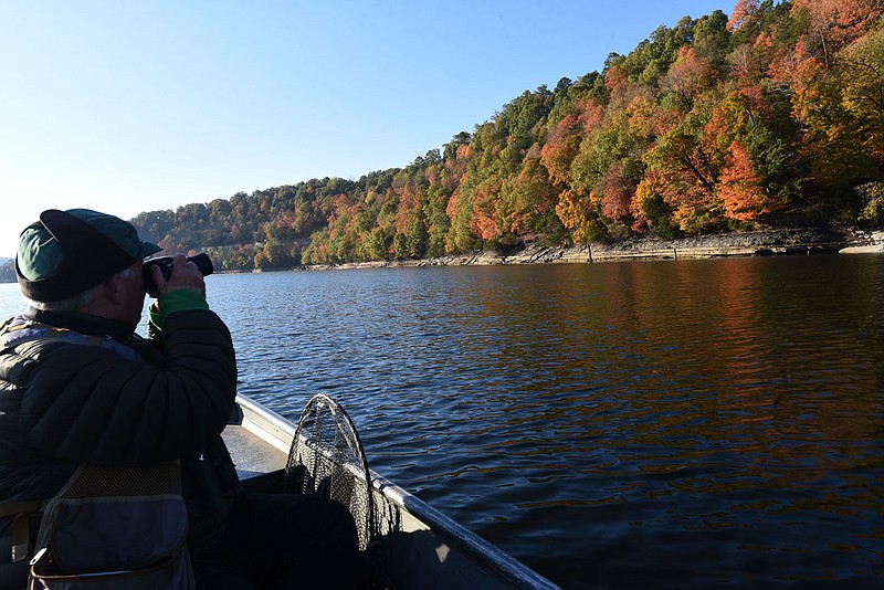 Joe Neal of Fayetteville admires autumn color on Nov. 5 2021 while looking for birds at Beaver Lake. All kinds of waterfowl, raptors and songbirds are seen at the lake during fall as birds migrate.
(NWA Democrat-Gazette/Flip Putthoff)