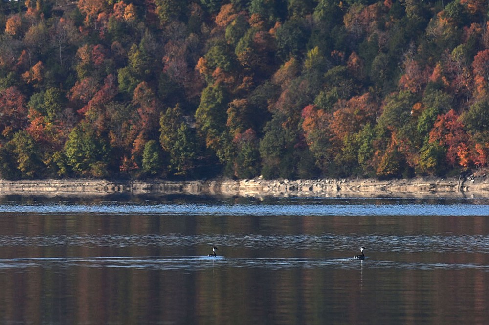Horned grebes swim on Nov. 5 2021 near Rocky Branch park on Beaver Lake.
(NWA Democrat-Gazette/Flip Putthoff)