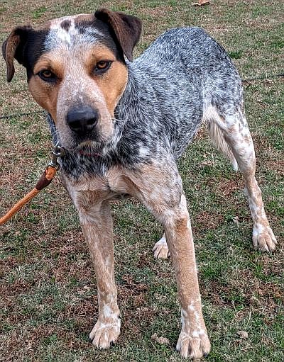 SUBMITTED
If you are interested in a big lovable goofball, then you need to meet Dobbie. He is a heeler-bluetick hound mix that has a deep bark and lets you know if something is going on but is quiet in between. He has a howl that sounds heartbreaking at times. He is not the greatest around cats, and there are no male dogs to test him with but he does need to be kept away from livestock or be trained. He is a gentle dog who loves being with people and going on hikes. He will be a great addition to a family! For more information, call 918-326-4154 or email pamwithtailwaggers@gmail.com. His $150 adoption fee includes his neuter and rabies vaccine.