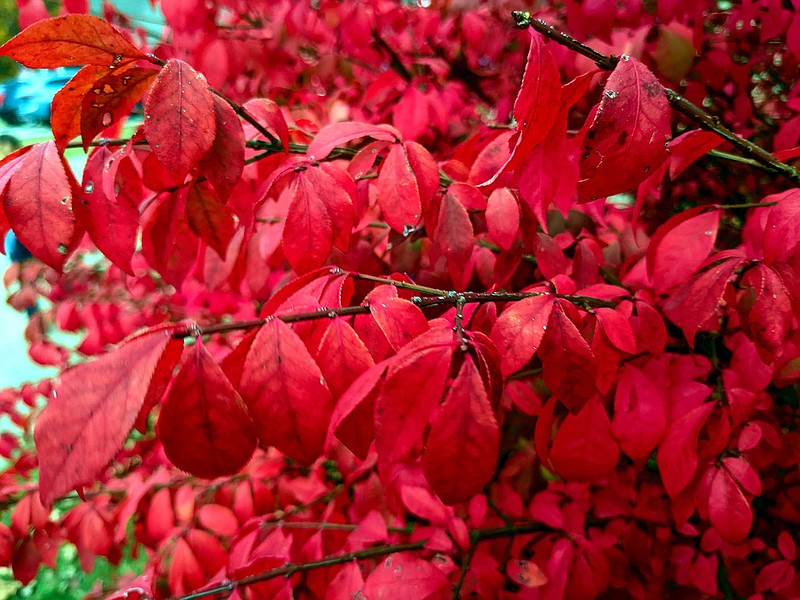 Westside Eagle Observer/RANDY MOLL
A burning bush (euonymus) displays its brilliant fall colors in Gentry last month.