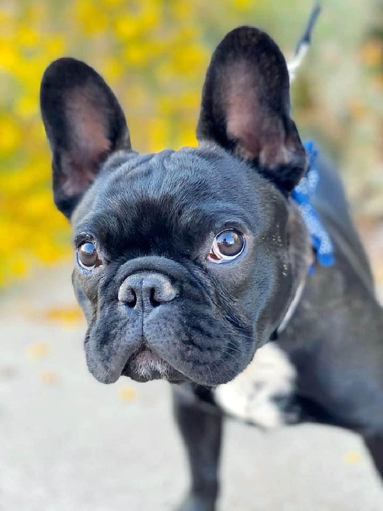Bruce is named after Bruce Wayne from "Batman." CREDIT: Courtesy of Michelle Fortin