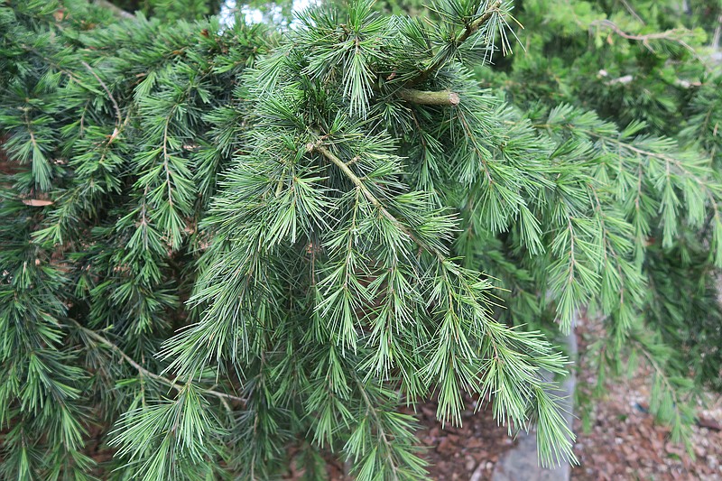 Deodora cedar thrives in Southern gardens where blue spruce and white pines would turn up their toes and die. (Special to the Democrat-Gazette/Janet B. Carson)