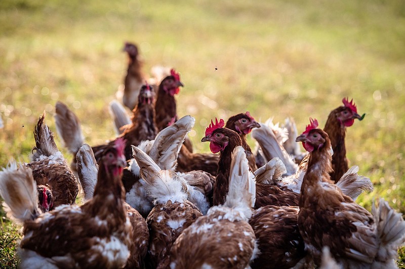 Chickens roam outside at the OiloBide organic egg farm in Ordua, in the Bizkaia province of Spain, on Aug. 26, 2021. MUST CREDIT: Bloomberg photo by .