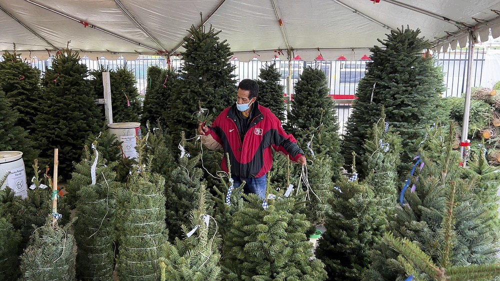 Darrell Evans prepares live Christmas trees for sale at Christmas Tree Jamboree in San Francisco on Nov. 19, 2021. Extreme weather and supply chain disruptions have reduced supplies of both real and artificial trees this season. American shoppers should expect to have fewer choices and pay up to 30% more for both types this Christmas, industry officials say. (AP Photo/Terry Chea)