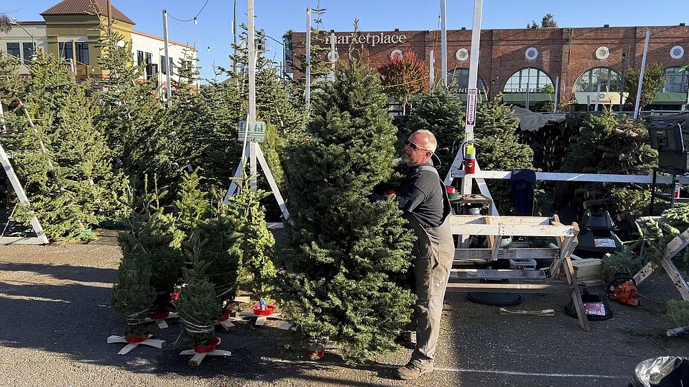 Stacy Valenzuela prepares Christmas trees for sale at Crystal River Christmas Trees in Alameda, Calif. on Nov. 24, 2021. Extreme weather and supply chain disruptions have reduced supplies of both real and artificial trees this season. American shoppers should expect to have fewer choices and pay up to 30% more for both types this Christmas, industry officials say. (AP Photo/Terry Chea)