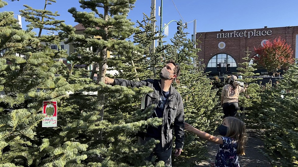 A man shops for a Christmas tree at Crystal River Christmas Trees in Alameda, Calif. on Nov. 26, 2021. Extreme weather and supply chain disruptions have led to shortages and higher prices for both real and artificial Christmas trees this year. (AP Photo/Terry Chea)