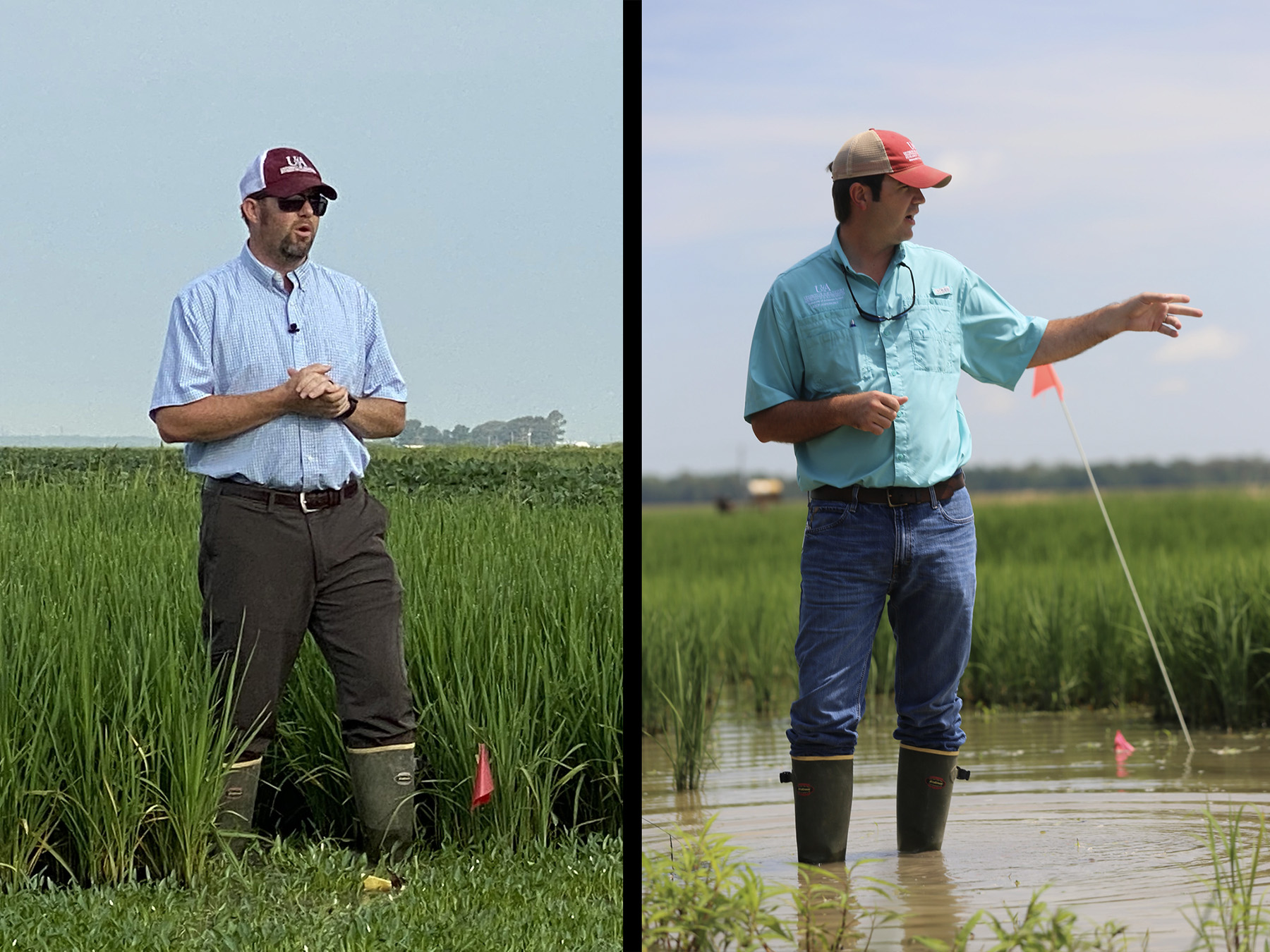 Stuttgart event to aid rice growers’ planning