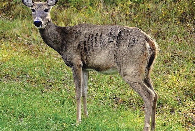 A deer with chronic wasting disease is shown in this file photo.