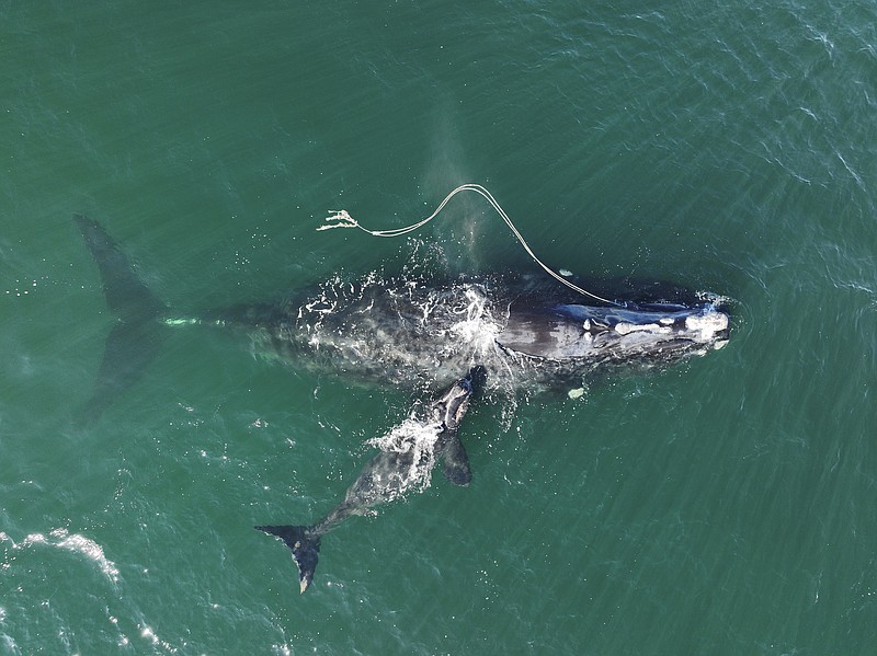 This Dec. 2, 2021, photo provided by the Georgia Department of Natural Resources shows an endangered North Atlantic right whale entangled in fishing rope being sighted with a newborn calf in waters near Cumberland Island, Ga. (Georgia Department of Natural Resources/NOAA Permit #20556 via AP)