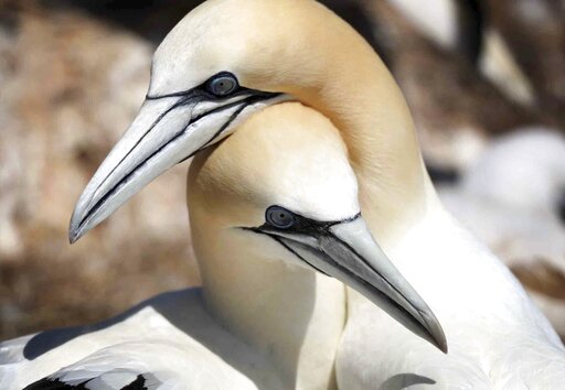 Heat, no food, deadly weather: Climate change kills seabirds - Vimarsana News
