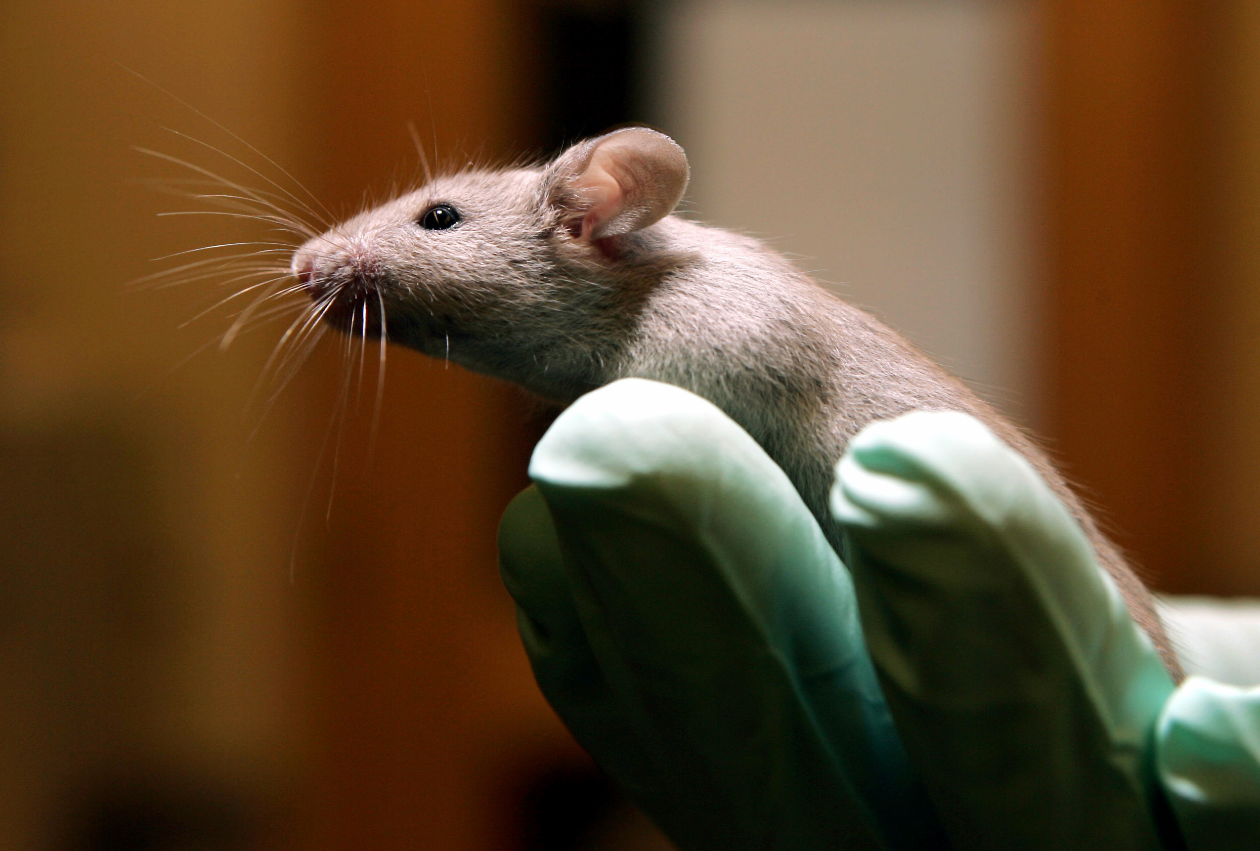 Study can't confirm lab results for many cancer experiments - Vimarsana News
