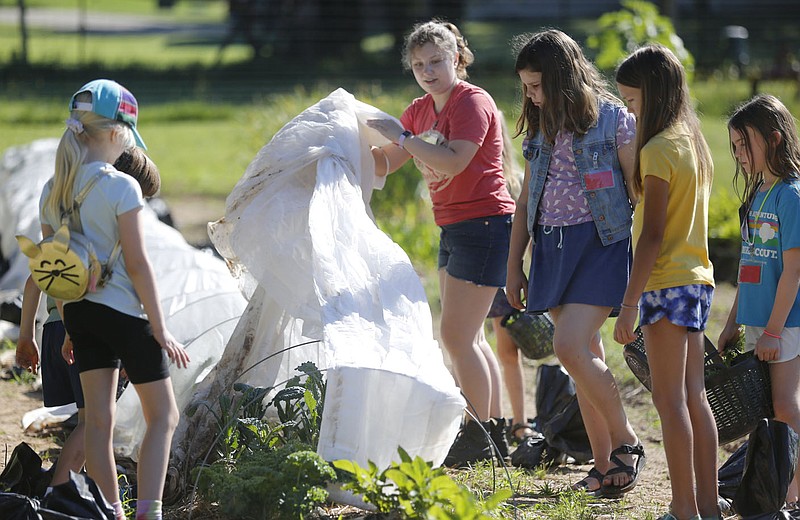 Lizzie Park, Farm Lab program coordinator at Apple Seeds Teaching Farm and Kitchen, pulls back the insect barrier Tuesday, June 15, 2021, for a group of campers to harvest dinosaur and curly kale at the farm in Fayetteville. The week long camps, for ages seven to 12, allow campers to participate in garden activities, learn garden based crafts, plant, harvest, cook and eat meals that they have prepared. Information about all of the activities at the farm can be found at appleseedsnwa.org. Check out nwaonline.com/210616Daily/ and nwadg.com/photos for a photo gallery.
(NWA Democrat-Gazette/David Gottschalk)