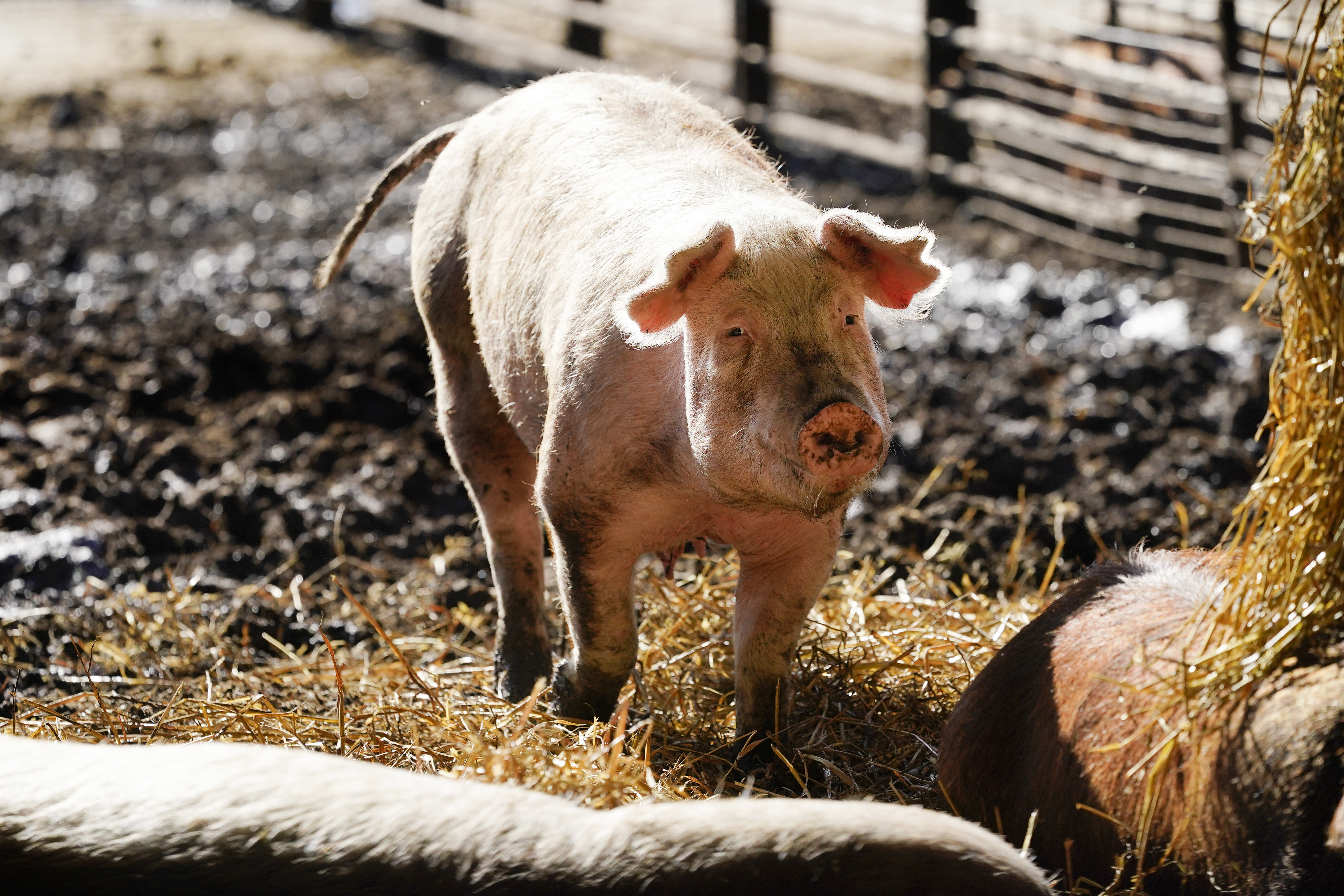 Will new bacon law begin? California grocers seek delay - Vimarsana News