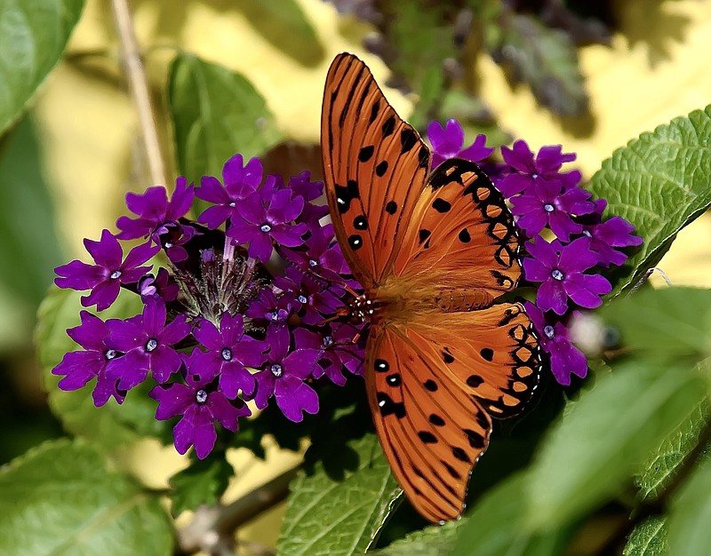 Superbena Royale Plum Wine verbena blooming in December brings in a newborn Gulf Fritillary butterfly. (Norman Winter/TNS)