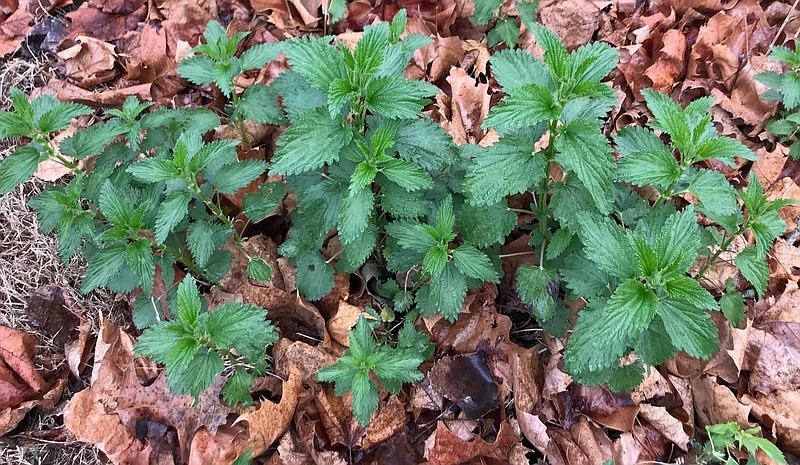 Nettles are a green perennial naturally found in Missouri and grown at the Lincoln University farm. submitted photo