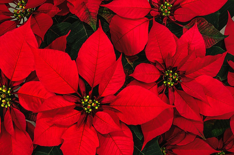 How to keep your poinsettias and Christmas cacti happy all year