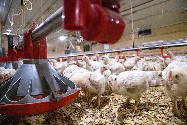 Chicken research aids in cool-off - Vimarsana News
