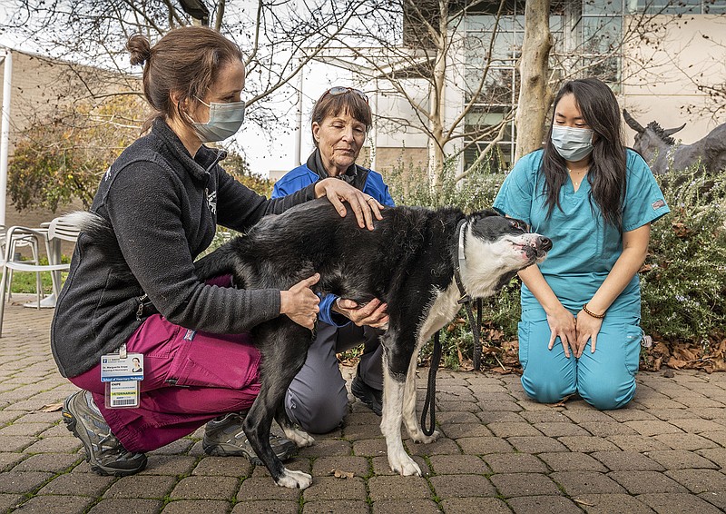 A border collie named River gets love from UC Davis School of Veterinary Medicine Neurology and Neurosurgery veterinarians Marguerite Knipe, left, and Amanda Xue, right, outside the small animal clinic with his owner Lin Drafton on Monday, Dec. 20, 2021. River suffered spinal injuries and was paralyzed in his hind legs after collapsing unexpectedly in October. He can now walk again following neurosurgery by UC Davis veterinarians. (Hector Amezcua/Sacramento Bee/TNS)