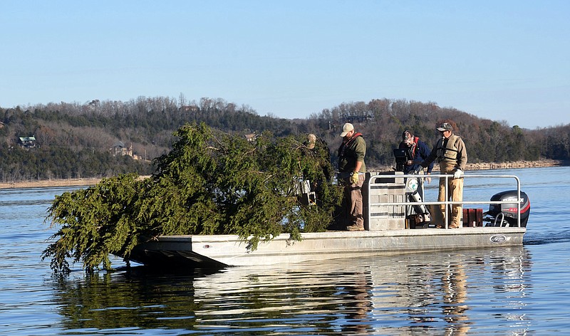 An Arkansas Game and Fish Commission crew moves cut cedar trees on Tuesday Nov. 30 2021 to sink them in the Rocky Branch area of Beaver Lake as part of a fish habitat enhancement project. (NWA Democrat-Gazette FILE PHOTO/Flip Putthoff)