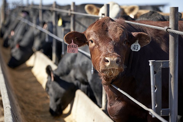 Ranchers: Not getting our share - Arkansas Online