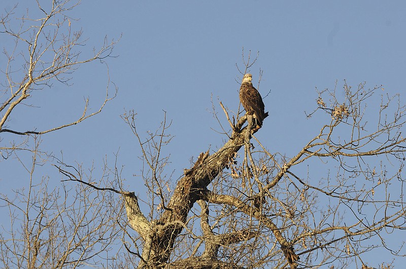 STAFF PHOTO FLIP PUTTHOFF
This juvenile bald eagle seen on an eagle watch cruise is starting to develop its white head. Eagles don't get their white head and white tail feathers until age 5 or 6.