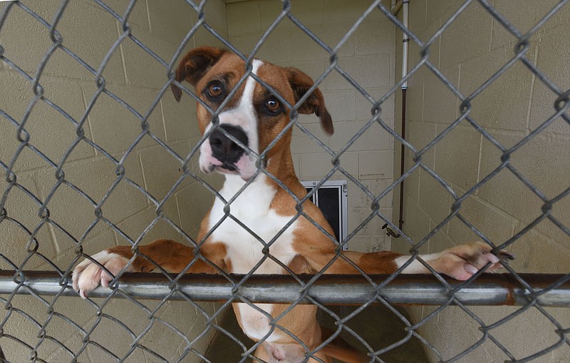 union county animal shelter tn