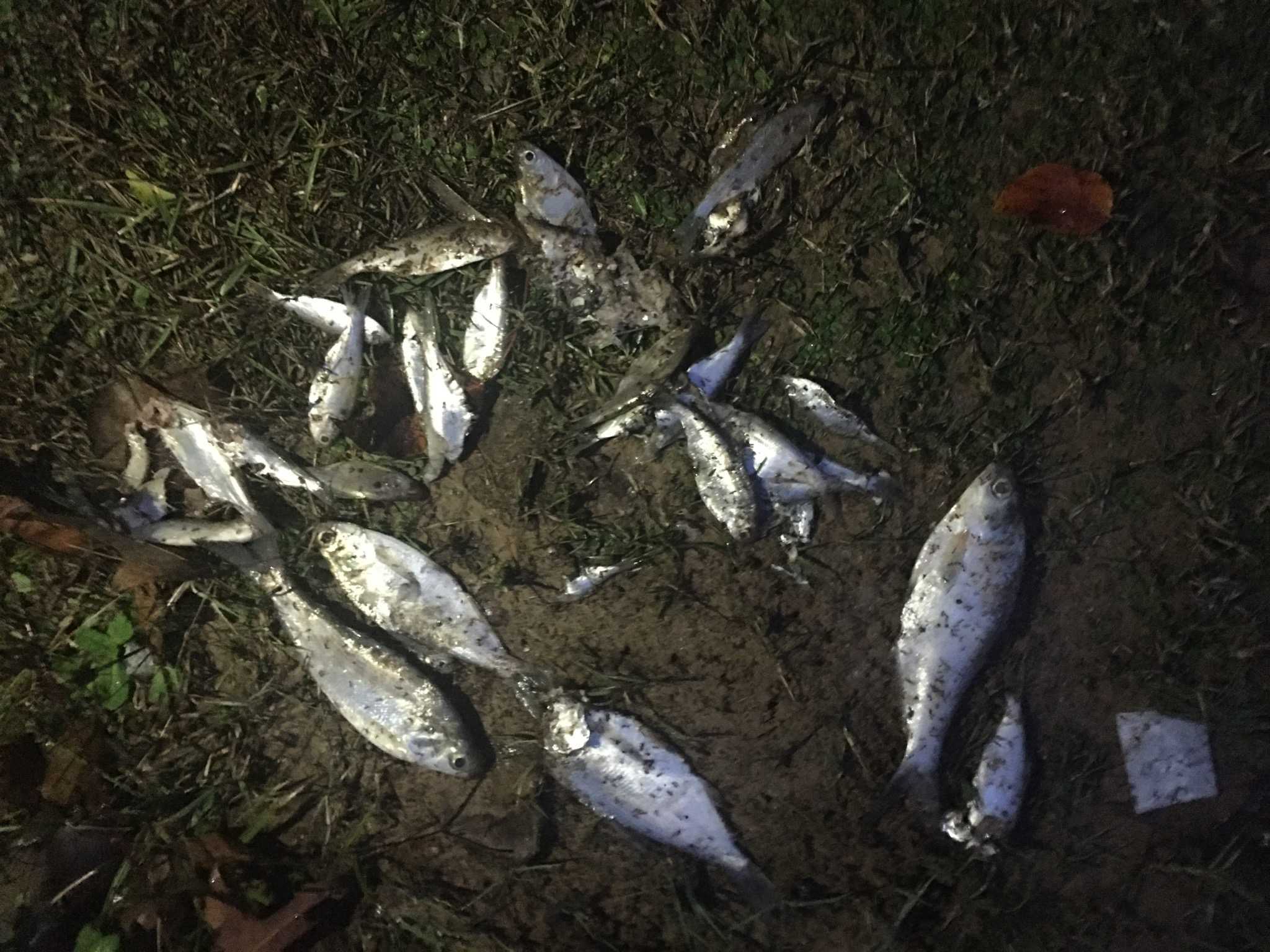 Storm rains bushels of fish on Texarkana