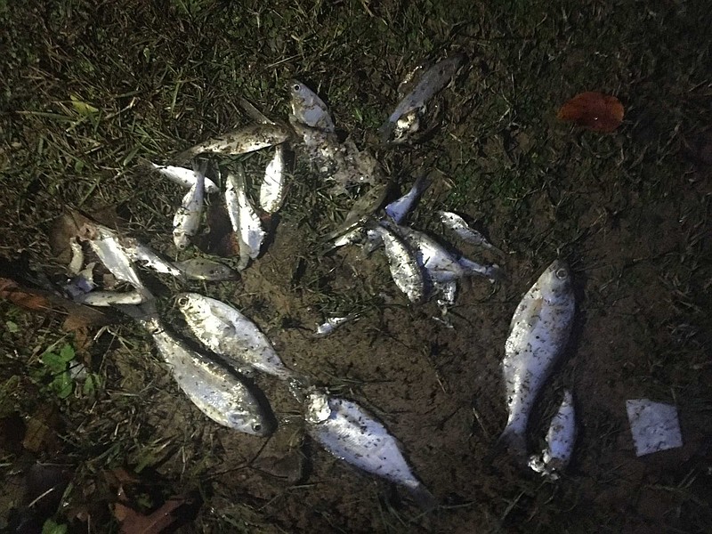 Several of the fish found Wednesday at Discount Wheel and Tires in Texarkana, Texas. (Staff photo by Les Minor)