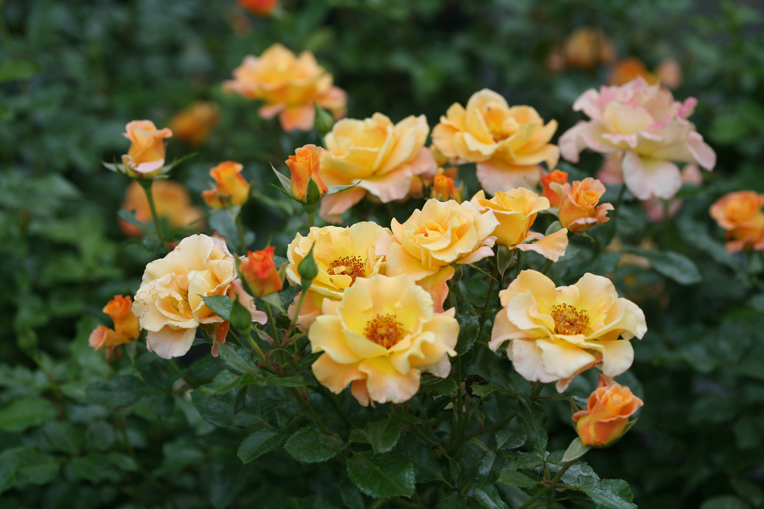 A rose by the name of Sunorita smells like a winner - Vimarsana News