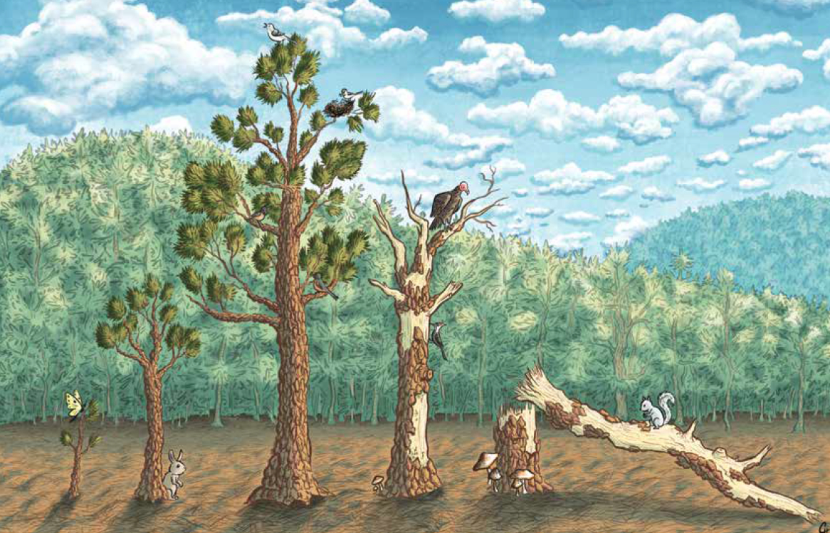 Very long life, very slow death of one loblolly pine at Hot Springs integral part of history - Vimarsana News