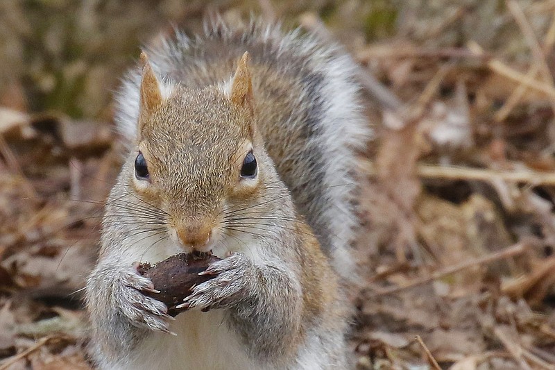 A squirrel samples a nut in Little Rock's Murray Park in 2020.  (Democrat-Gazette file photo)