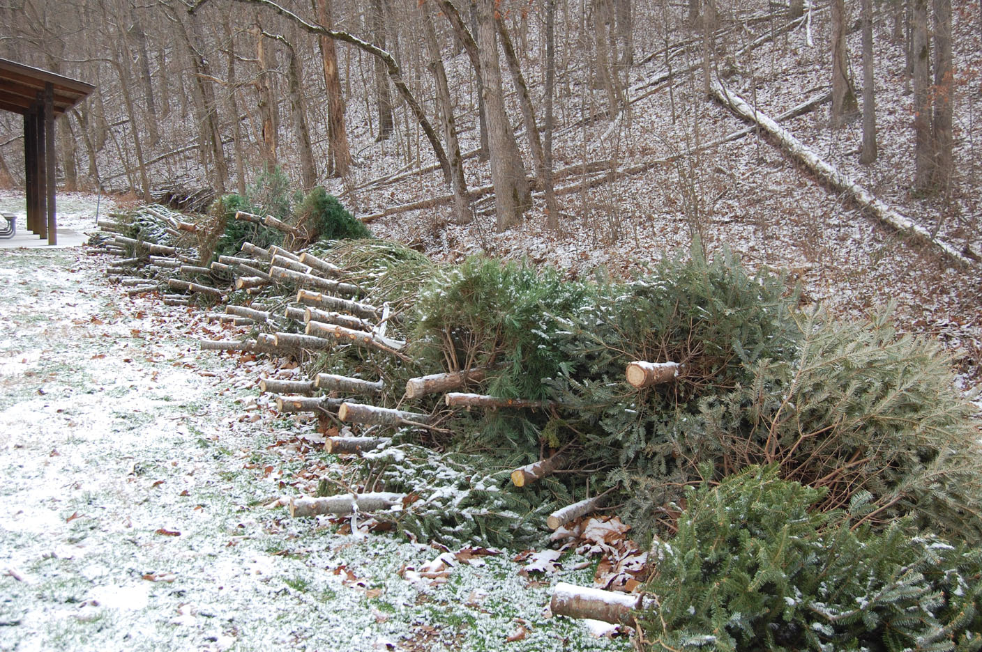 Association collecting Christmas trees for fish habitat in Bella Vista - Vimarsana News