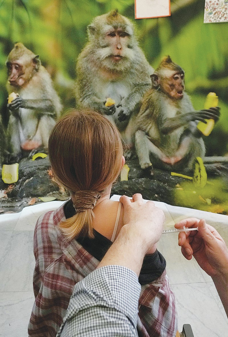 A young girl is administered a COVID-19 vaccine while she looks at photos of monkeys at the Antwerp Zoo in Antwerp, Belgium, Wednesday, Jan. 12, 2022. In an effort to make children more at ease in getting their vaccine, specially designed safari tents with photos of zoo animals have been installed to provide a more private setting with a vaccinator. Once they have received the vaccine, children and parents can stroll through the greenhouse and visit the monkey enclosure. (AP Photo/Virginia Mayo)