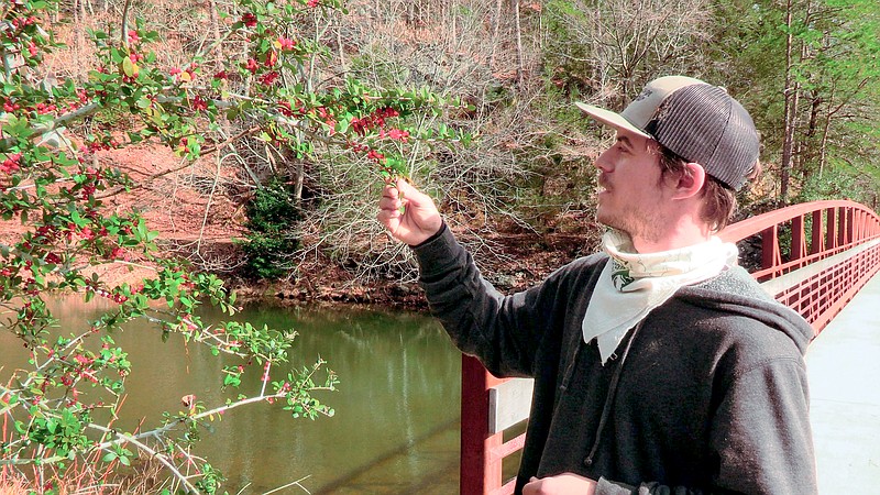 Northwoods Trails Specialist Jake Meredith shows yaupon berries on the trails system. - Photo by Andrew Mobley of The Sentinel-Record