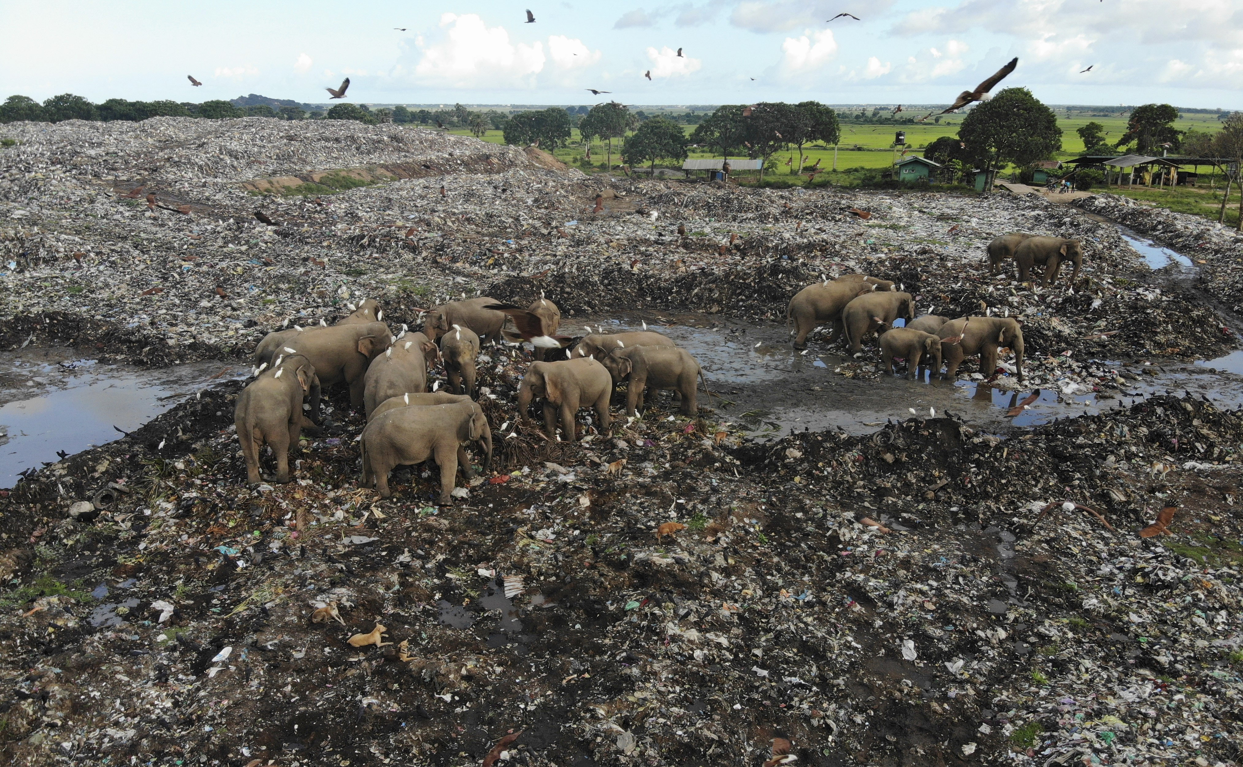 Elephants dying from eating plastic waste in Sri Lankan dump - Vimarsana News
