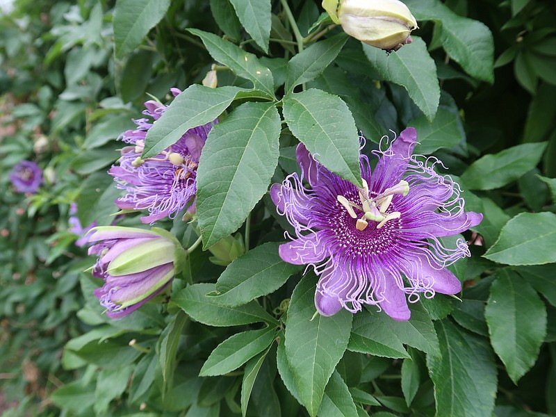 Passionflower seeds germinate most rapidly when fresh off the plant, but soaking and abrading seeds can speed them along. (Special to the Democrat-Gazette/Janet B. Carson)