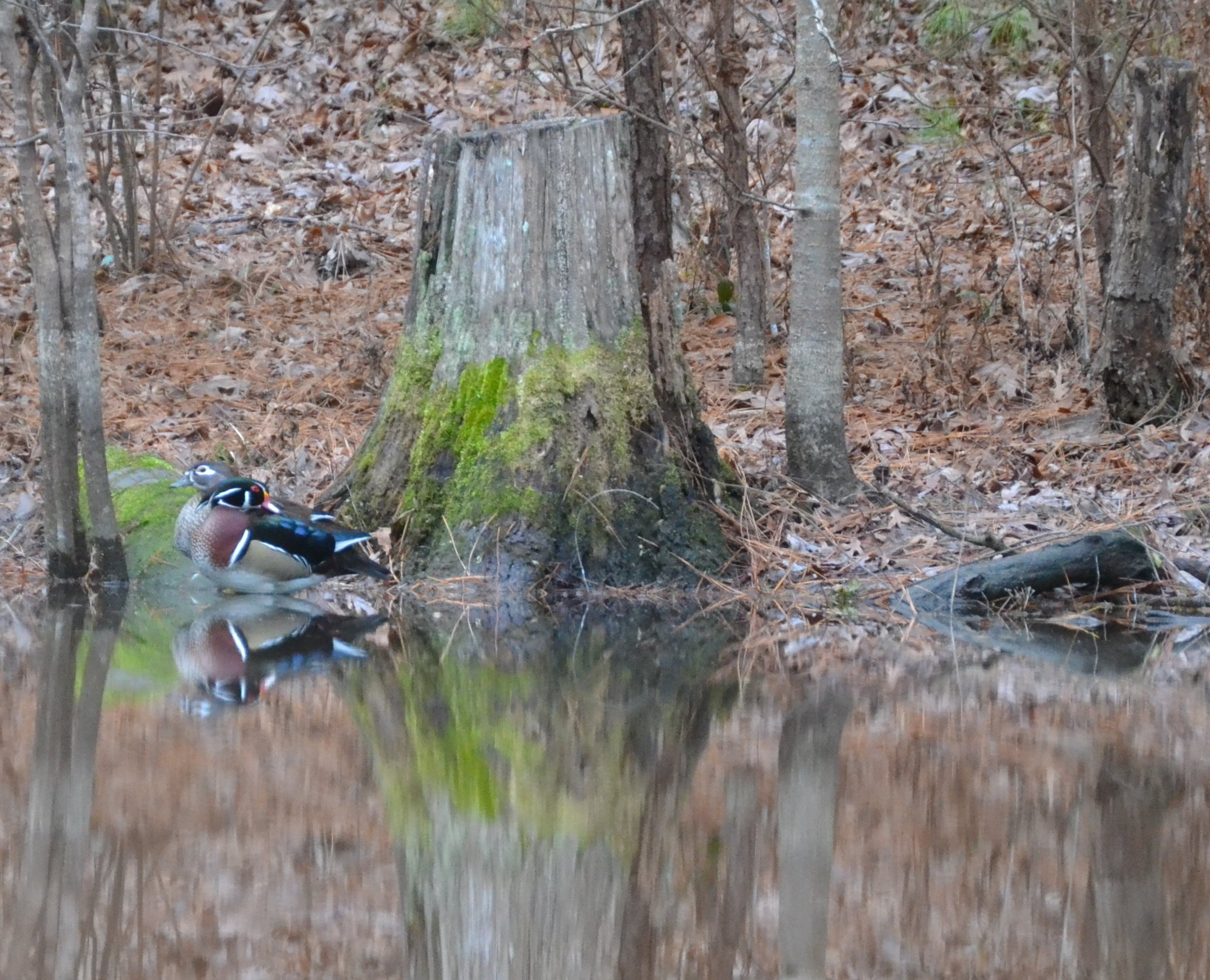Game & Fish’s midwinter waterfowl survey issued