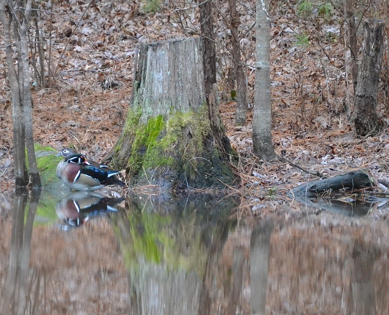 A wood duck pair groom their feathers during a quiet moment. (Special to The Commercial/Richard Ledbetter)