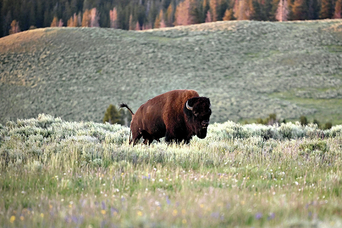 Family travel 5: Where to see bison, one of America's iconic animals - Vimarsana News