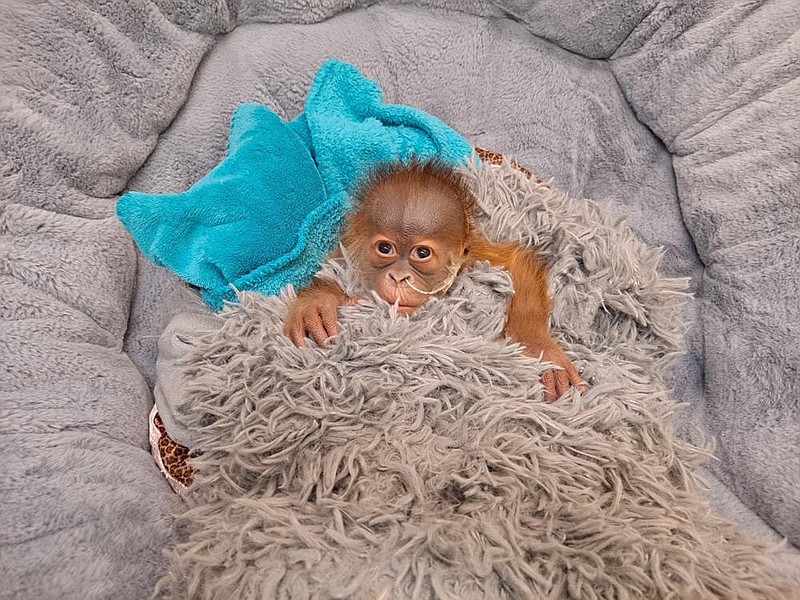 In this undated photo provided by the Audubon Zoo in New Orleans, an endangered Sumatran orangutan infant, who was born on Dec. 24, 2021, rests in New Orleans. The infant is being bottle-fed because his mother wasn't producing enough milk. (Audubon Zoo via AP)