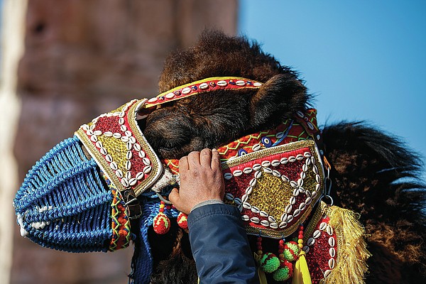 Bejeweled camels wrestle for victory in Turkey