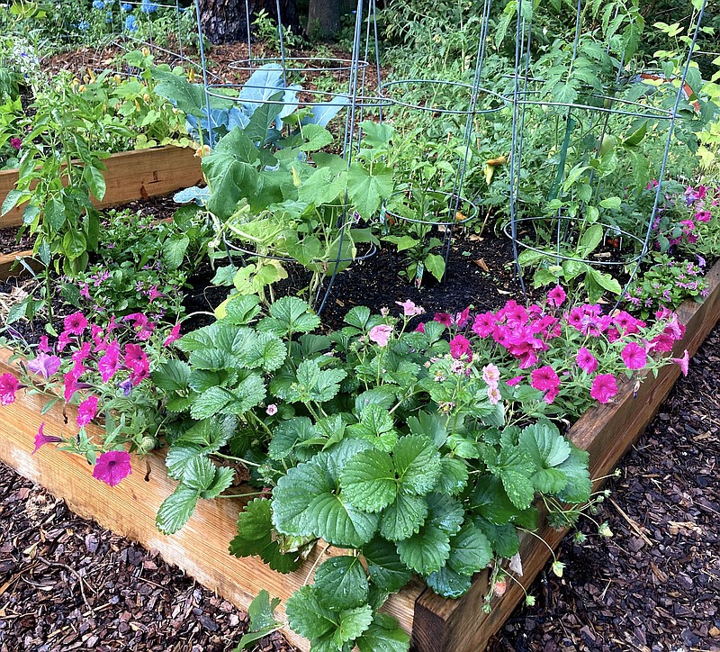 Tempting Tomatoes, Berried Treasure Pink strawberries and Supertunia petunias make this small garden beautiful and tasty. (Sarah Winter/TNS)
