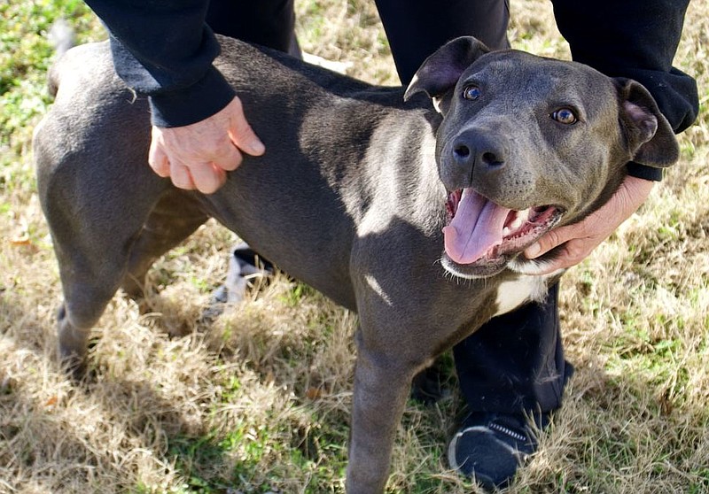 SUBMITTED
Missy is a sweet and loving pit mix about a year to 18 months old. She is very calm and very quiet. Since she has been at the shelter, she could use some time to run off steam but sure does love everyone she sees. Her adoption fee is $50. If you would like to meet Missy, call 479-752-7235.