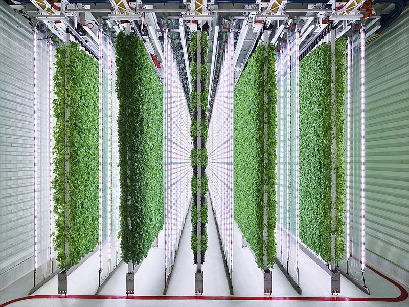 This undated photo provided by Walmart via Plenty, shows the Plenty Farms South San Francisco grow room. Plenty says its vertical towers can grow multiple crops on one platform with consistent flavor and deliver higher yields per acre compared to that of a field. Walmart said Tuesday, Jan. 25, 2022, it has taken a stake in agriculture startup Plenty, becoming the first large U.S. retailer to significantly invest in indoor vertical farming as a way to deliver fresher produce to its stores. (Spencer Lowell/Plenty/Courtesy of Walmart via AP)